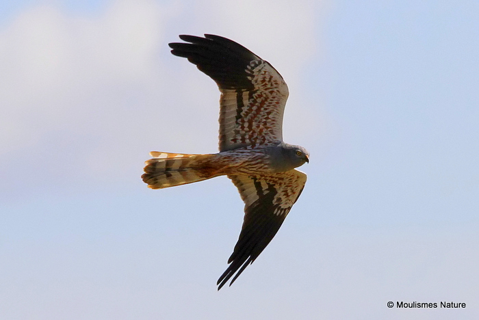 Montagu's Harrier (Circus pygargus) M