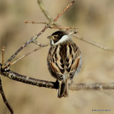 Common Reed Bunting (Emberiza schoeniclus) M-AdW