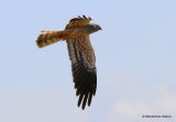 Montagu's Harrier (Circus pygargus) M