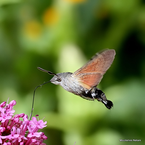 Hummingbird Hawkmoth (Macroglossum stellatarum)