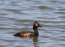 Black-necked Grebe (Podiceps nigricollis) Ad-S