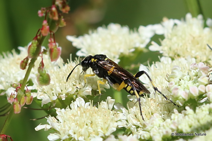 Macrophya montana (Sawfly sp.) F