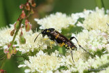 Macrophya montana (Sawfly sp.) F