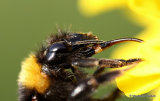 Garden bumblebee (Bombus hortorum)