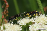 Macrophya montana (Sawfly sp.) M, F