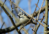 Crested Tit (Parus cristatus)