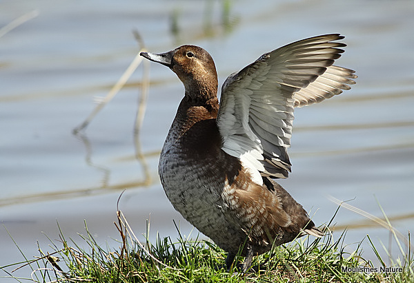 Common Pochard (Aythya ferina) F-S