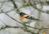 Brambling (Fringilla montifringilla) M