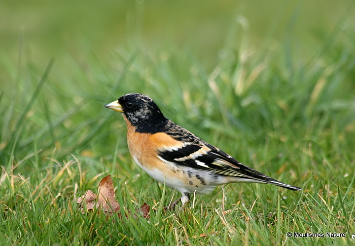 Brambling (Fringilla montifringilla) M
