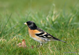 Brambling (Fringilla montifringilla) M