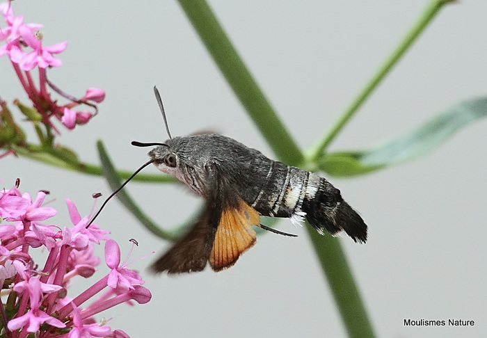 Hummingbird Hawkmoth (Macroglossum stellatarum)