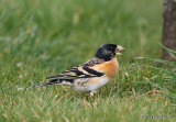 Brambling (Fringilla montifringilla) M