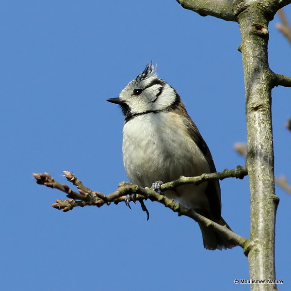 Crested Tit (Parus cristatus)