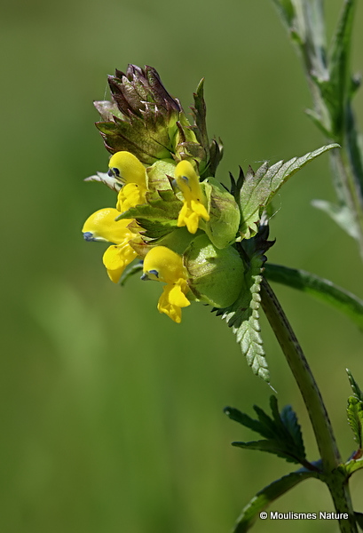 Rhinanthus (Yellow Rattle) sp