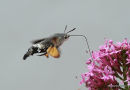 Hummingbird Hawkmoth (Macroglossum stellatarum)