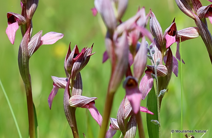Tongue orchid (Serapias lingua), Serapias langue