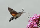 Hummingbird Hawkmoth (Macroglossum stellatarum)