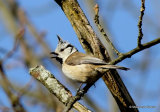 Crested Tit (Parus cristatus)