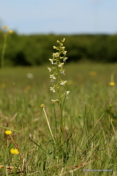 Greater Butterfly Orchid (Platanthera chlorantha)