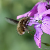 Large Bee-fly (Bombylius major)