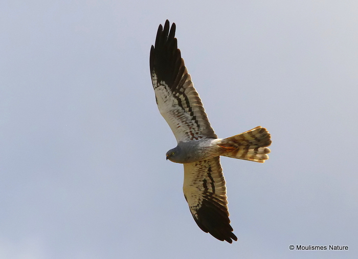 Montagu's Harrier (Circus pygargus) M