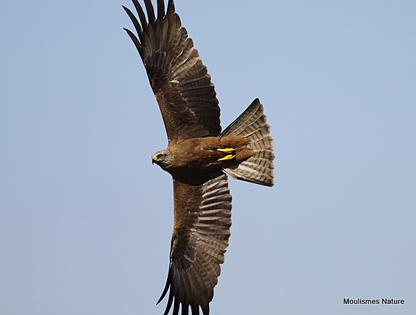 Black Kite (Milvus migrans)