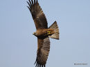 Black Kite (Milvus migrans)