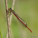 Small Red Damselfly (Ceriagrion tenellum) F-ten
