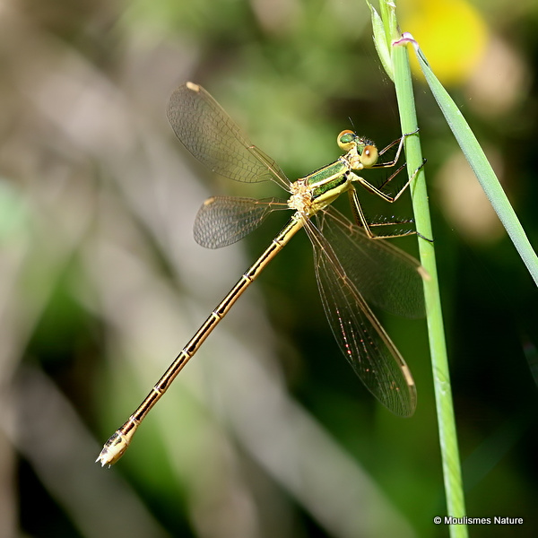 Southern Emerald (Lestes barbarus) F-ten