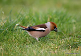 Hawfinch (Coccothraustes coccothraustes) M