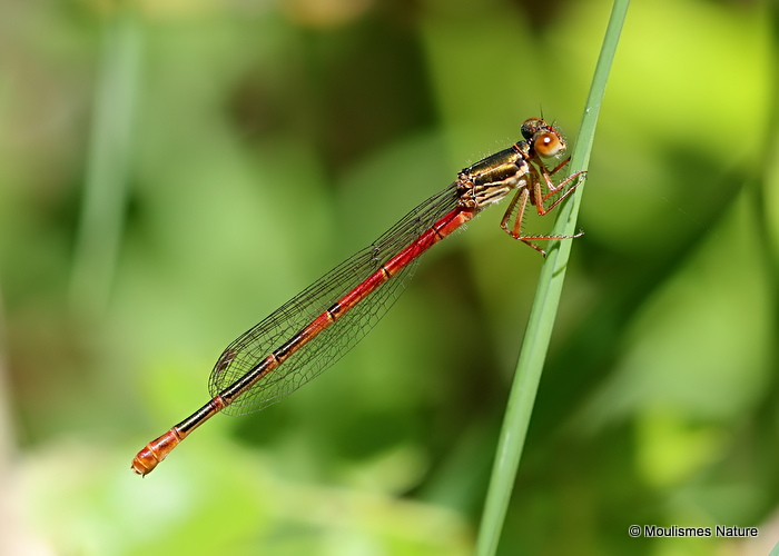 Small Red Damselfly (Ceriagrion tenellum) F