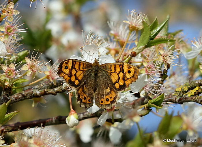 Wall Brown (Lasiommata megera) F