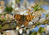 Wall Brown (Lasiommata megera) F