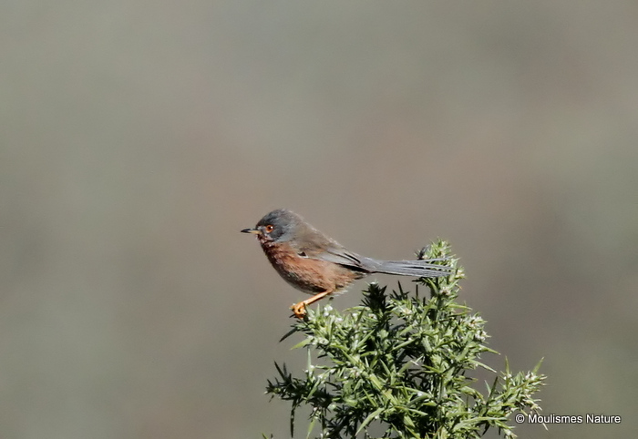 Dartford Warbler (Sylvia undata) F