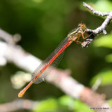 Small Red Damselfly (Ceriagrion tenellum) F-Imm