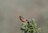 Dartford Warbler (Sylvia undata) F