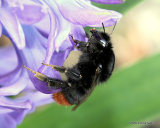 Red-tailed bumblebee (Bombus lapidarius)