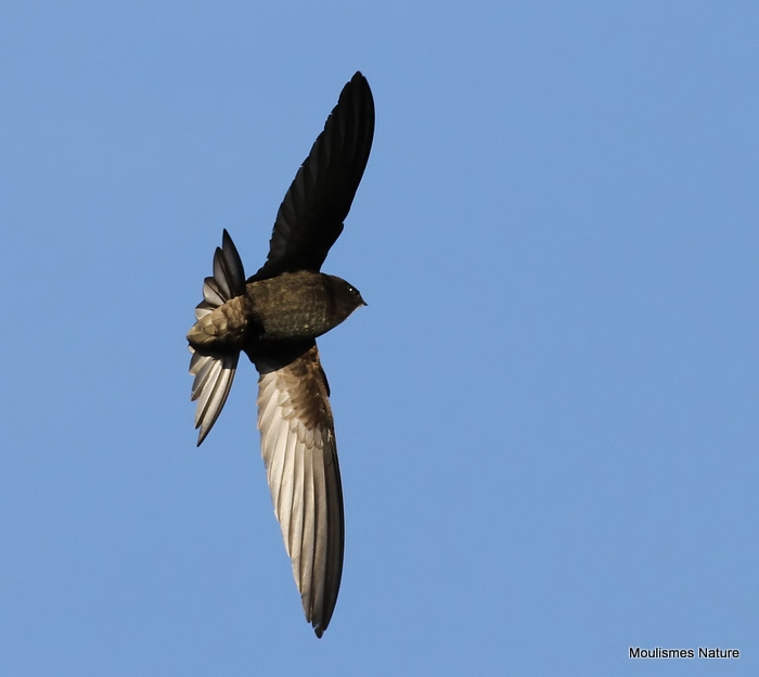 Common Swift (Apus apus) Ad