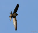 Common Swift (Apus apus) Ad