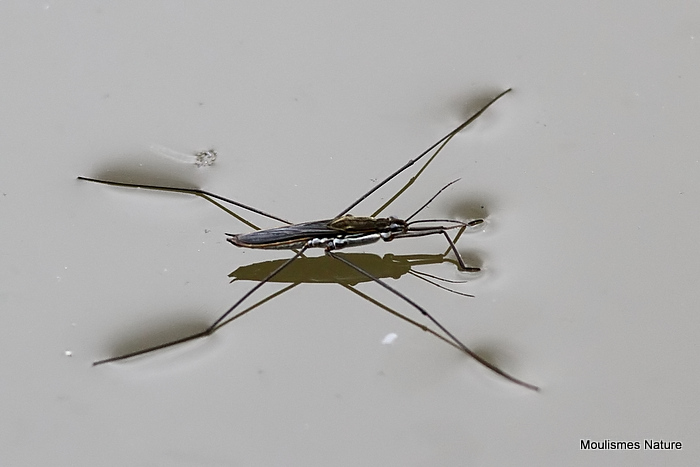 Common Pond Skater (Geris lacustris)