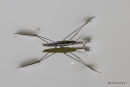 Common Pond Skater (Geris lacustris)