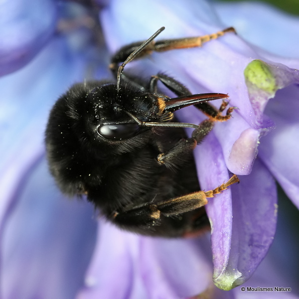 Red-tailed bumblebee (Bombus lapidarius)
