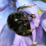 Red-tailed bumblebee (Bombus lapidarius)