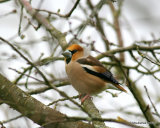 Hawfinch (Coccothraustes coccothraustes) M
