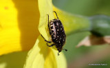 Chafer sp. Oxythyrea funesta