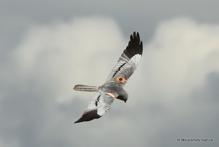 Montagu's Harrier (Circus pygargus) M