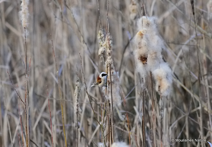 Eurasian Penduline Tit (Remiz pendulinus) M