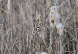Eurasian Penduline Tit (Remiz pendulinus) M