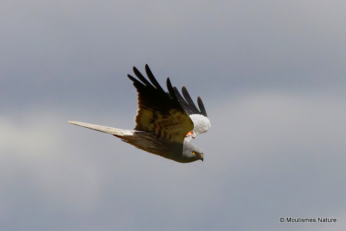 Montagu's Harrier (Circus pygargus) M