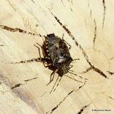 Mottled Shieldbug (Rhaphigaster nebulosa)